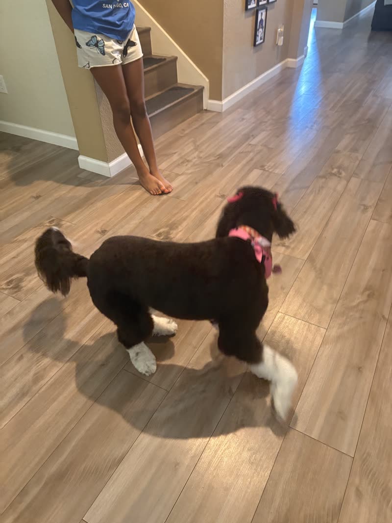 Dark brown standard poodle with a shaved body, pom feet and a pink bow walking beside its handler indoors