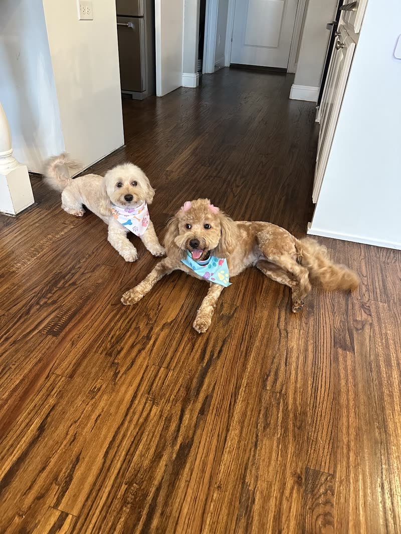 Two cream and apricot doodles in bandanas lying side by side on a hardwood floor at home