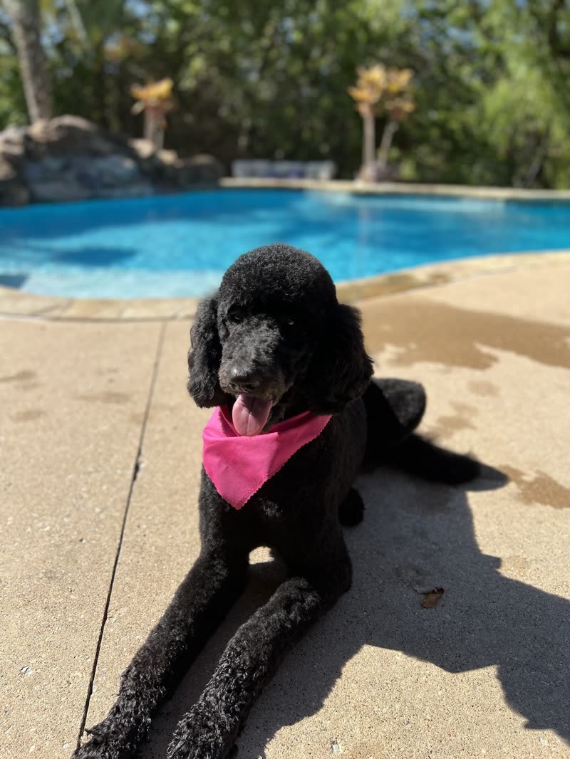 Black poodle in a pink bandana lying on a sunlit pool deck after a groom