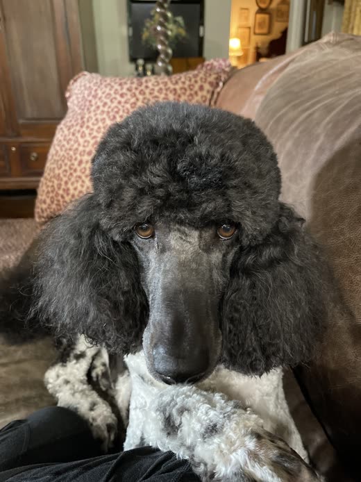 Close-up of a grey standard poodle's head with a full rounded topknot