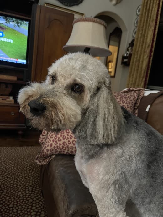 Grey and cream shaggy dog with a neat face trim and a leopard print bandana