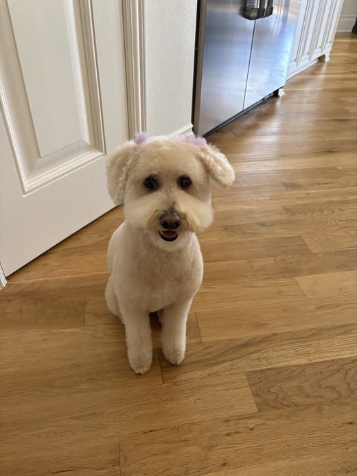 Cream bichon mix with a round face trim and a pink bow, sitting by a white door