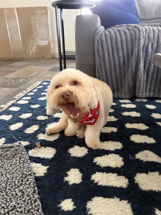 Freshly groomed cream cockapoo in a red bandana, sitting happily on a rug